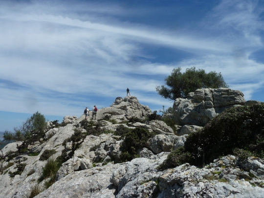 http://www.fordpflanzen.de/bilder/rolf/2013-Pollensa/Pollensa 2013 55.JPG